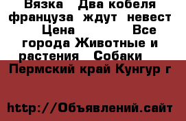  Вязка ! Два кобеля француза ,ждут  невест.. › Цена ­ 11 000 - Все города Животные и растения » Собаки   . Пермский край,Кунгур г.